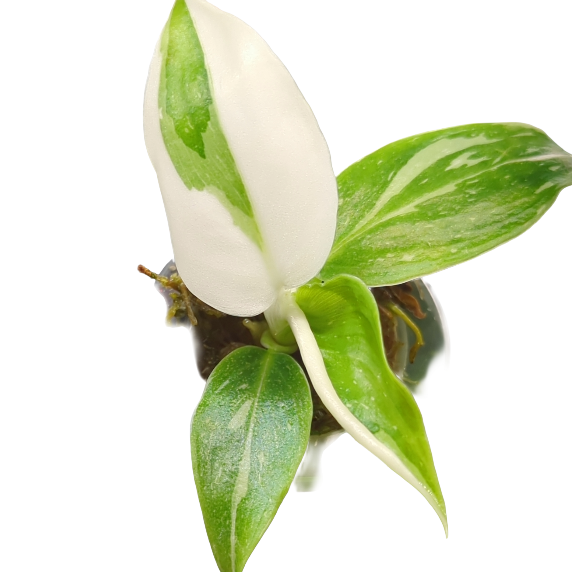 Baby Philodendron erubescens White Princess + selbstbewässernder Übertopf